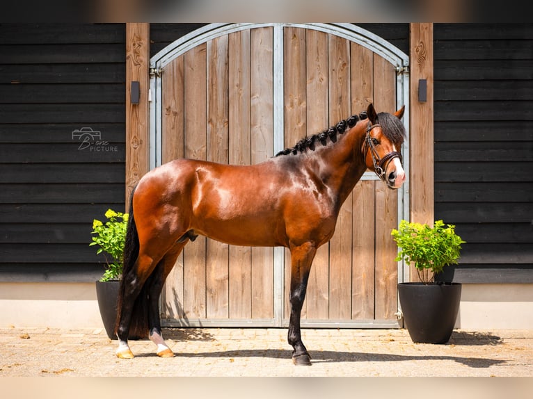 Poney New Forest Hongre 4 Ans 146 cm Bai in Heerle