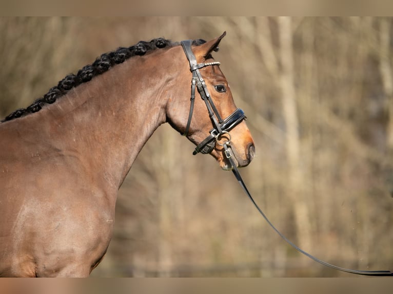 Poney New Forest Hongre 4 Ans 146 cm Bai in Heinzenbach