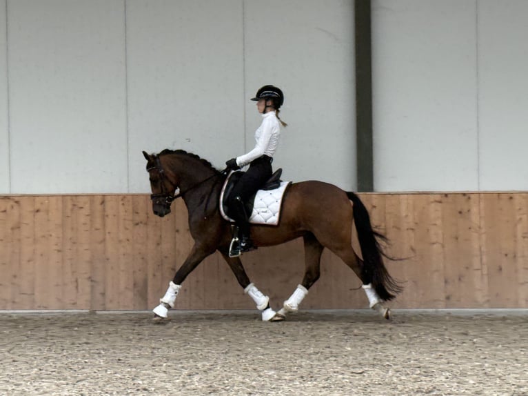 Poney New Forest Hongre 4 Ans 147 cm Bai brun in Waalre