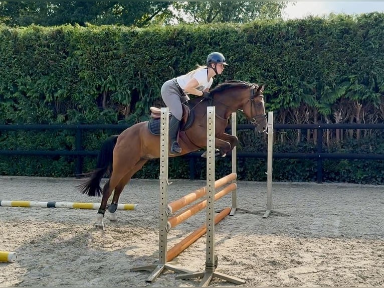Poney New Forest Hongre 4 Ans 147 cm Bai brun in Waalre