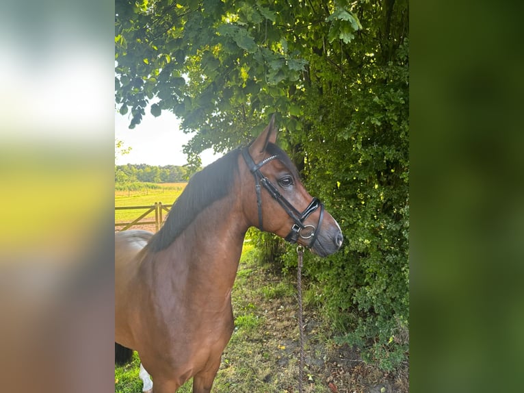 Poney New Forest Hongre 4 Ans 147 cm Bai brun in Waalre