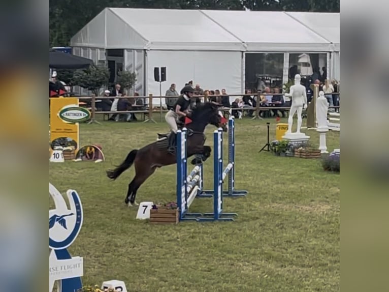 Poney New Forest Hongre 5 Ans 142 cm Bai in Swalmen