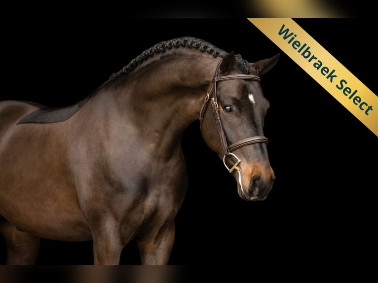 Poney New Forest Hongre 5 Ans 145 cm Bai brun in Oost West en Middelbeers