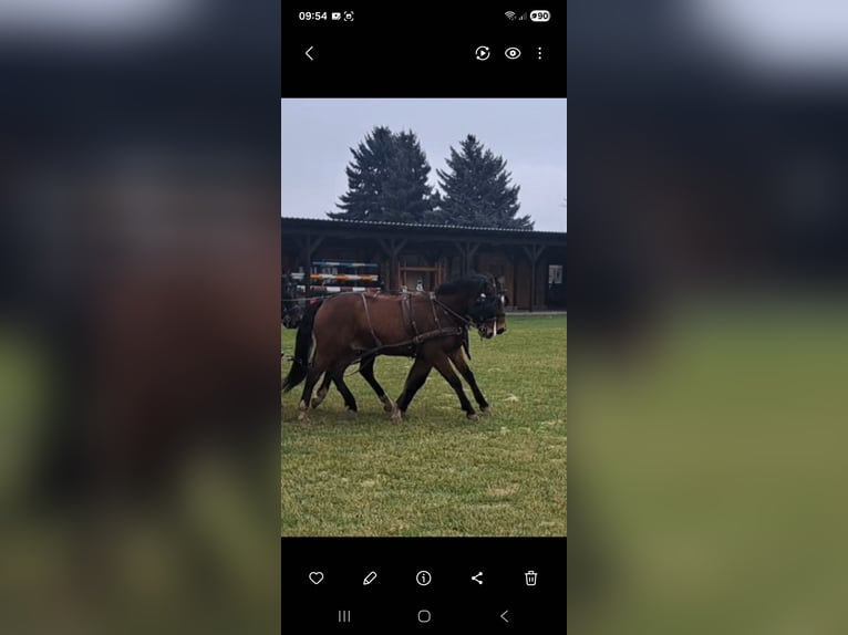 Poney New Forest Hongre 5 Ans 146 cm Bai brun in Zistersdorf