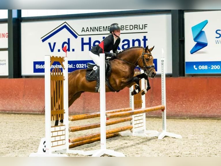 Poney New Forest Hongre 5 Ans 147 cm Bai in Heinzenbach