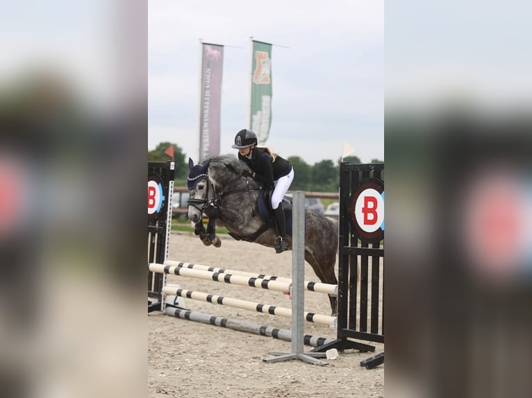 Poney New Forest Hongre 6 Ans 136 cm Gris in Lith