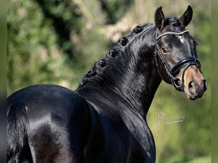 Poney New Forest Hongre 6 Ans 145 cm Bai brun in Neuwied