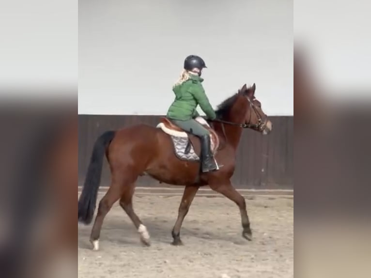 Poney New Forest Hongre 6 Ans 145 cm Bai in Harkema