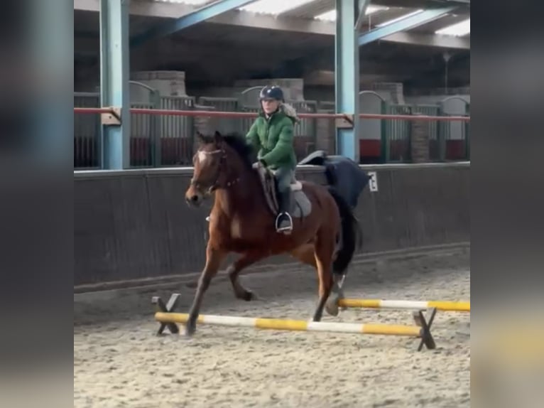 Poney New Forest Hongre 6 Ans 145 cm Bai in Harkema