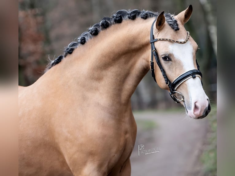 Poney New Forest Hongre 6 Ans 146 cm Buckskin in Rodewald