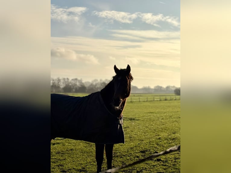 Poney New Forest Hongre 6 Ans 147 cm Bai in Bruchterveld