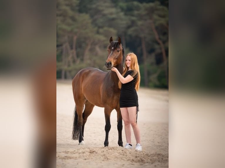 Poney New Forest Hongre 6 Ans 147 cm Bai in Bruchterveld