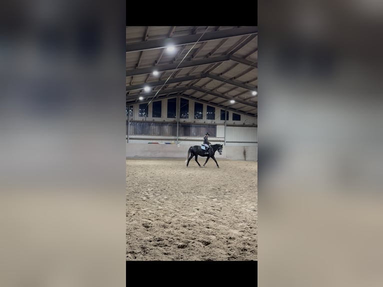 Poney New Forest Hongre 6 Ans 148 cm Peut devenir gris in Eitorf