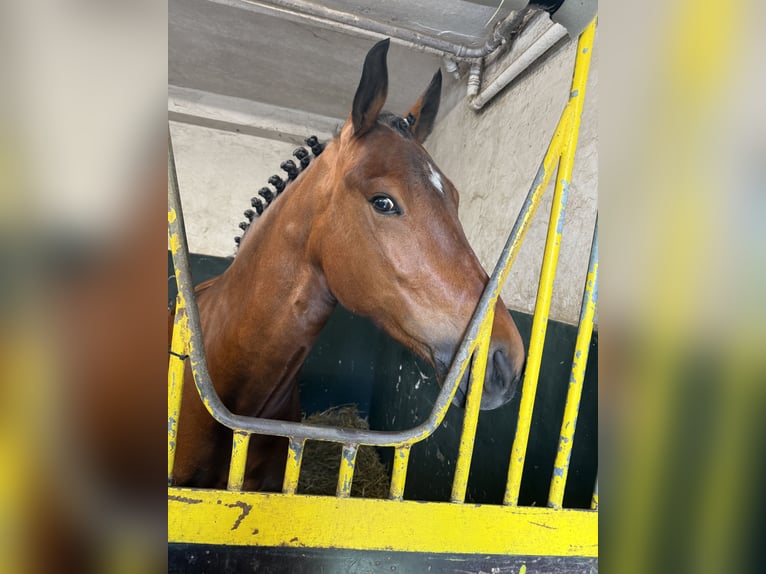Poney New Forest Hongre 6 Ans 149 cm Bai in Hennef
