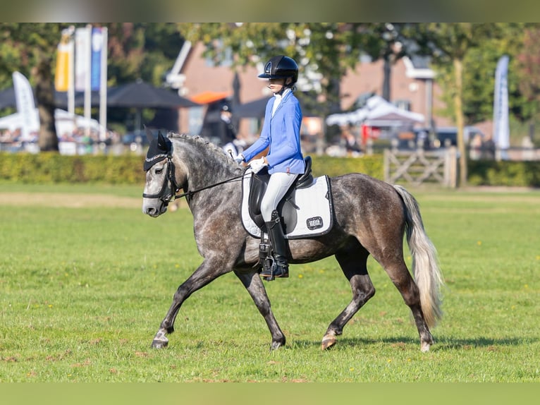 Poney New Forest Hongre 7 Ans 136 cm Gris in Lith