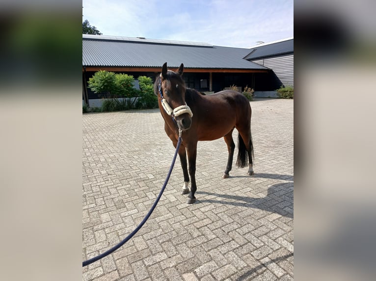 Poney New Forest Hongre 7 Ans 141 cm Bai in Wachtendonk