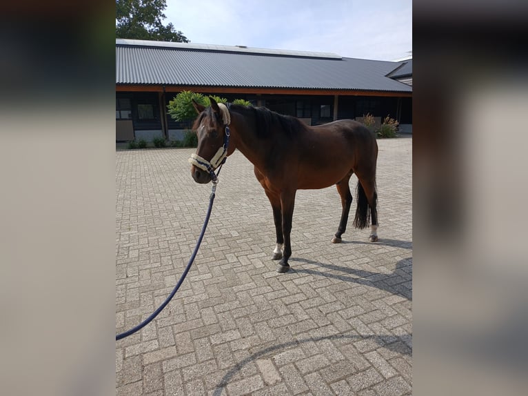 Poney New Forest Hongre 7 Ans 141 cm Bai in Wachtendonk