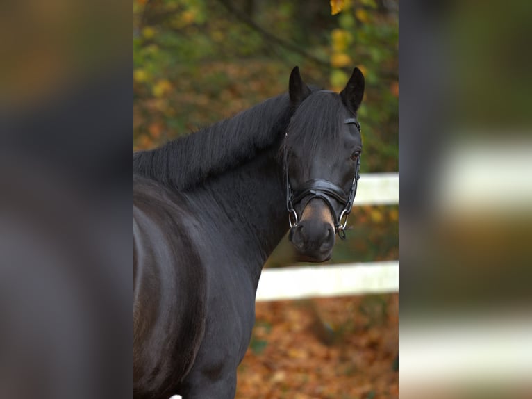 Poney New Forest Hongre 7 Ans 142 cm Bai brun foncé in Essen (Oldenburg)