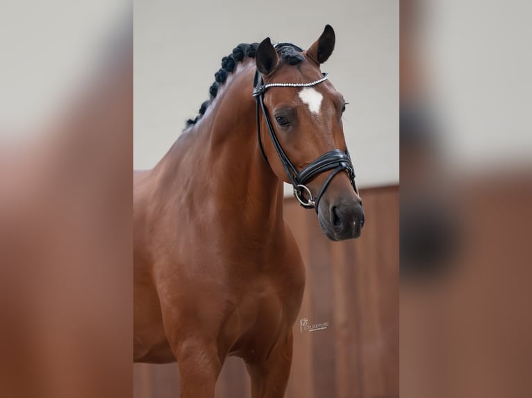 Poney New Forest Hongre 7 Ans 148 cm Bai in Nispen