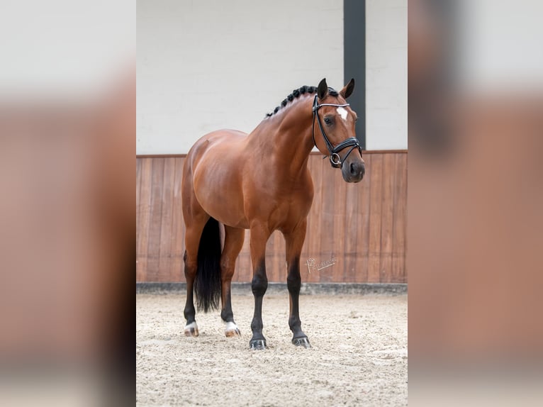 Poney New Forest Hongre 7 Ans 148 cm Bai in Nispen