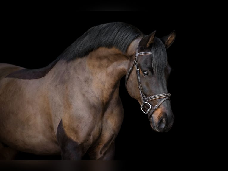 Poney New Forest Hongre 7 Ans 155 cm Noir in Oost West en Middelbeers