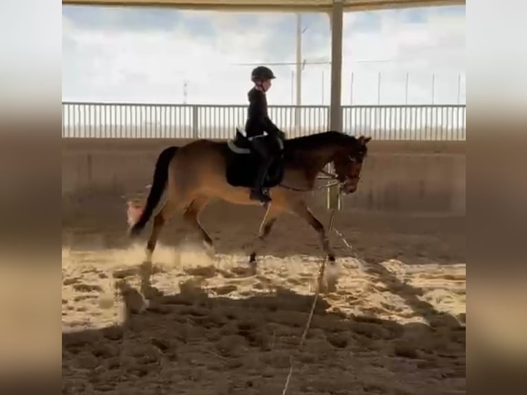 Poney New Forest Hongre 8 Ans 147 cm Bai in Erfurt