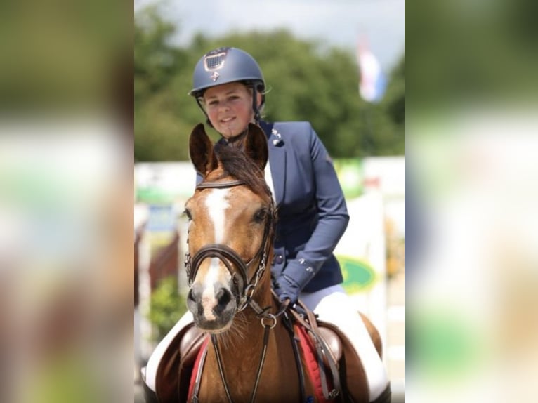 Poney New Forest Hongre 8 Ans 147 cm Bai in Scharmer