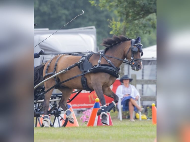 Poney New Forest Hongre 9 Ans 142 cm Bai in Angers