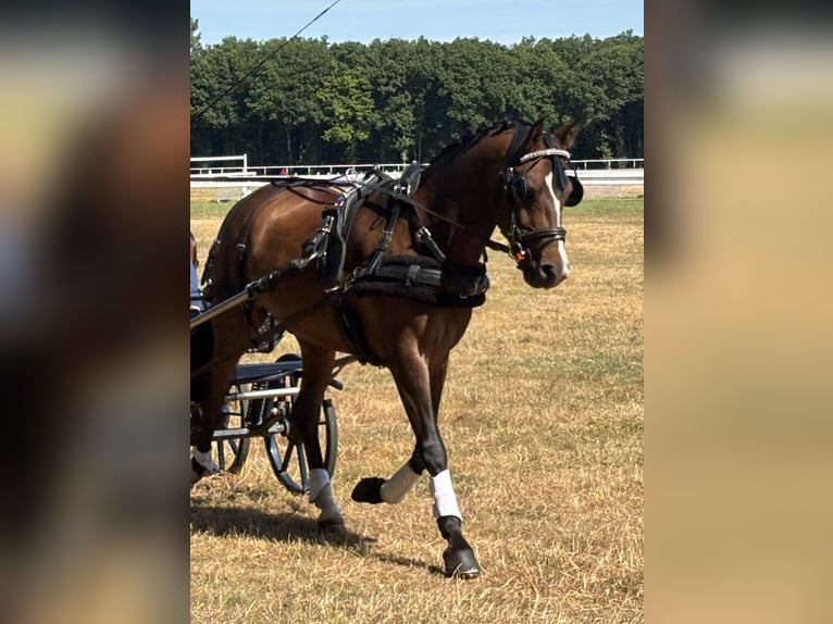 Poney New Forest Hongre 9 Ans 142 cm Bai in Angers
