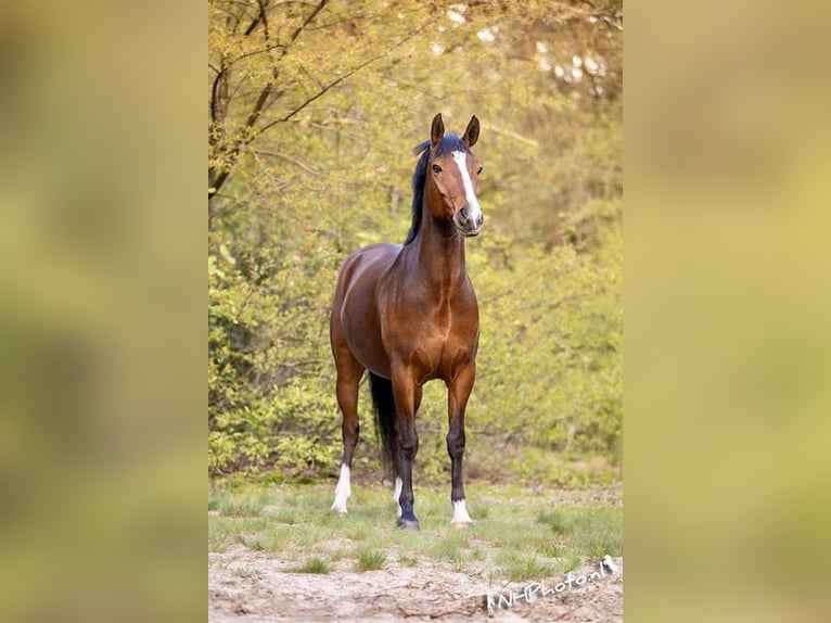 Poney New Forest Hongre 9 Ans 144 cm Bai in Siljansnäs