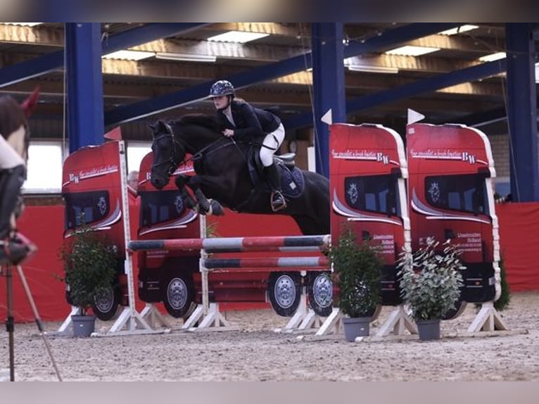 Poney New Forest Hongre 9 Ans 146 cm Bai brun in Slootdorp