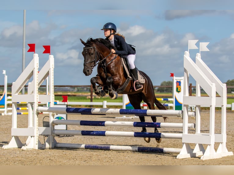 Poney New Forest Hongre 9 Ans 146 cm Bai brun in Slootdorp