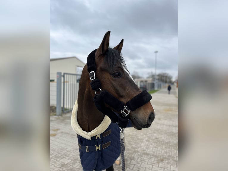 Poney New Forest Hongre 9 Ans 146 cm Bai in Dannau