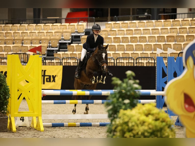 Poney New Forest Hongre 9 Ans 146 cm Bai in Dannau