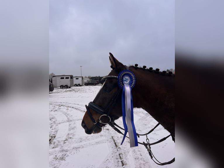 Poney New Forest Hongre 9 Ans 146 cm Bai in Dannau