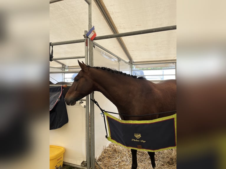 Poney New Forest Hongre 9 Ans 146 cm Bai in Dannau
