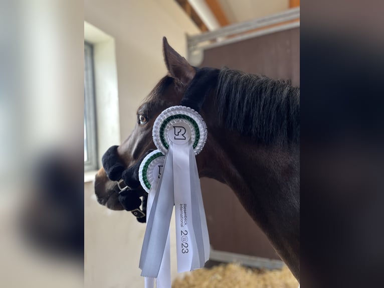 Poney New Forest Hongre 9 Ans 146 cm Bai in Dannau