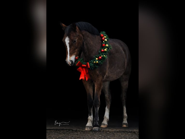 Poney New Forest Hongre 9 Ans 147 cm Bai in Scharmer