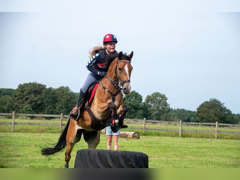 Poney New Forest Hongre 9 Ans 147 cm Bai in Scharmer