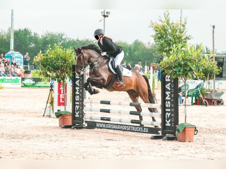 Poney New Forest Hongre 9 Ans 155 cm Bai brun in Waldfeucht