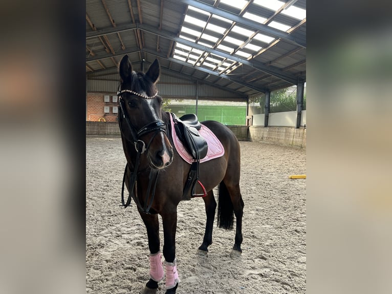 Poney New Forest Hongre 9 Ans 155 cm Bai brun in Waldfeucht