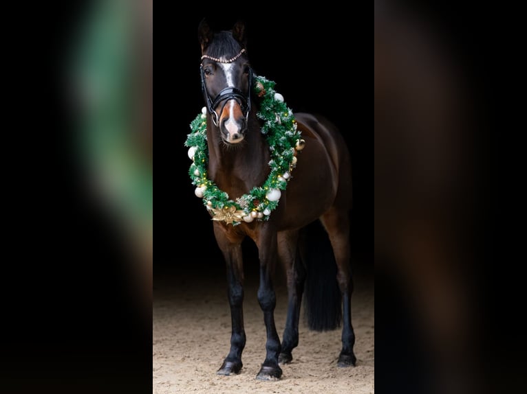 Poney New Forest Hongre 9 Ans 155 cm Bai brun in Waldfeucht
