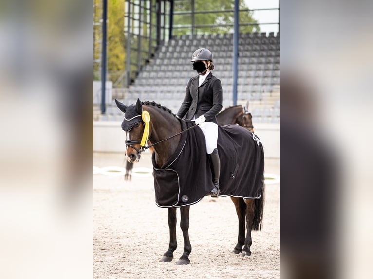 Poney New Forest Hongre 9 Ans 155 cm Bai brun in Waldfeucht