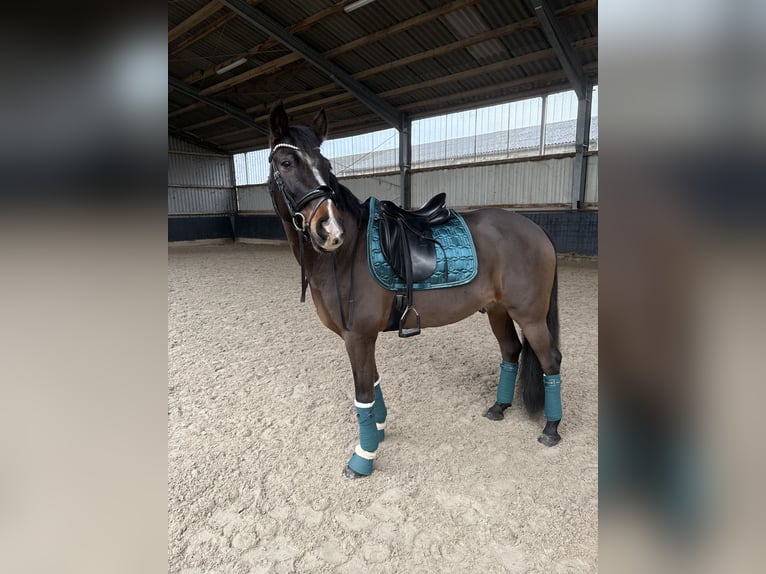 Poney New Forest Hongre 9 Ans 155 cm Bai brun in Waldfeucht