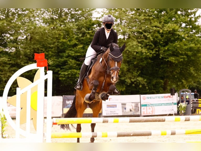 Poney New Forest Hongre 9 Ans 155 cm Bai brun in Waldfeucht