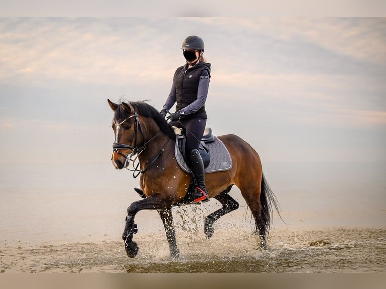 Poney New Forest Hongre 9 Ans 155 cm Bai brun in Waldfeucht