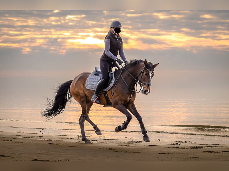 Poney New Forest Hongre 9 Ans 155 cm Bai brun in Waldfeucht