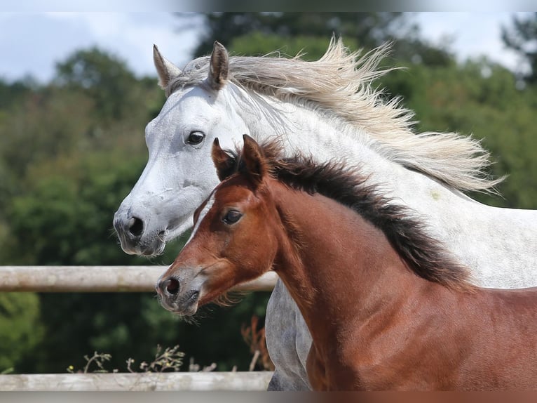 Poney New Forest Hongre Poulain (03/2024) Bai in Jystrup