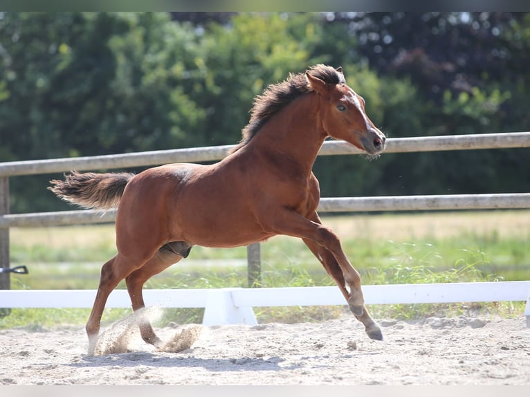 Poney New Forest Hongre Poulain (03/2024) Bai in Jystrup