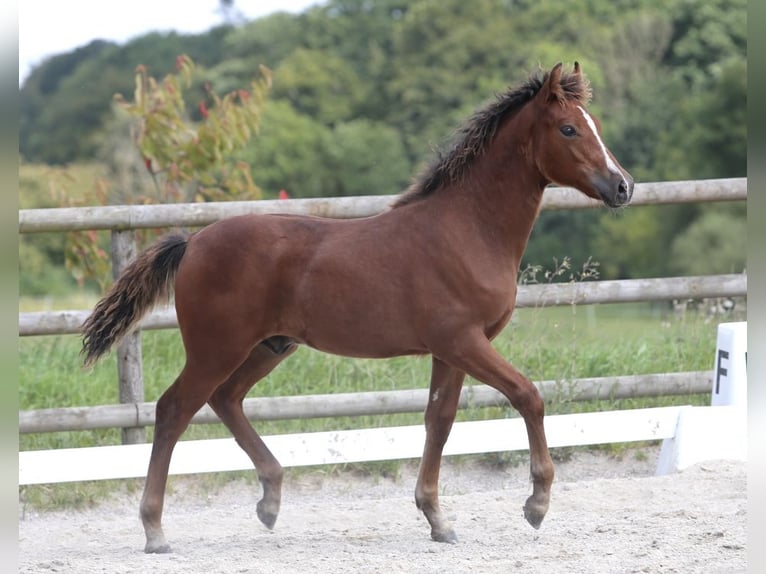 Poney New Forest Hongre Poulain (03/2024) Bai in Jystrup